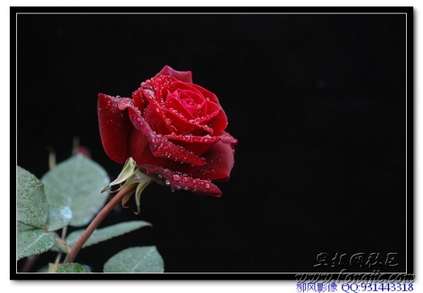 DSC_0368_nEO_IMG.jpg