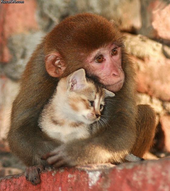 cat_monkey_aww.jpg