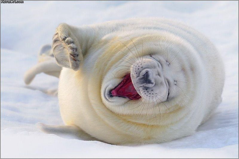 happyseal.jpg