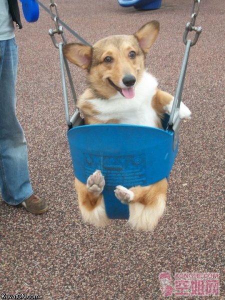 swinging_dog.jpg