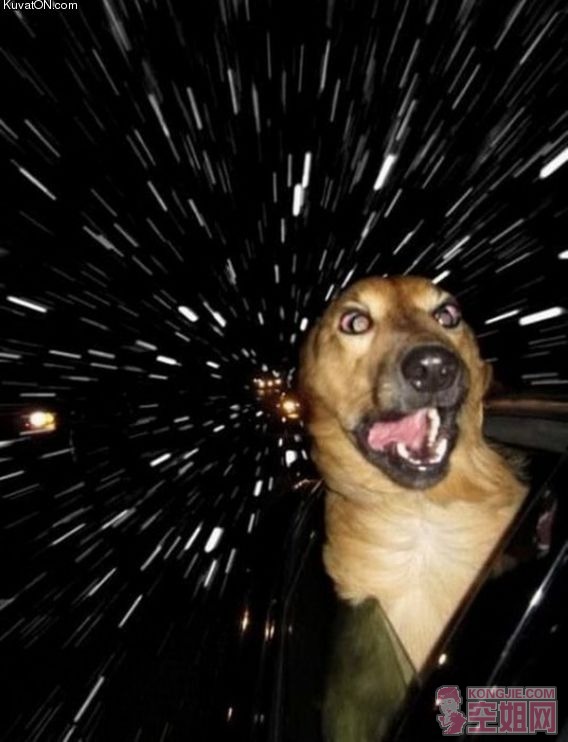 warp_speed_dog.jpg