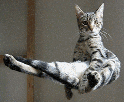 d77779729f19a2b9fff7c048aa2ccdc0.gif