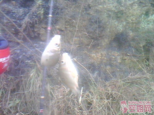 IMG0186A.jpg